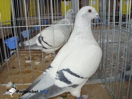 expo-tim19. - Porumbey