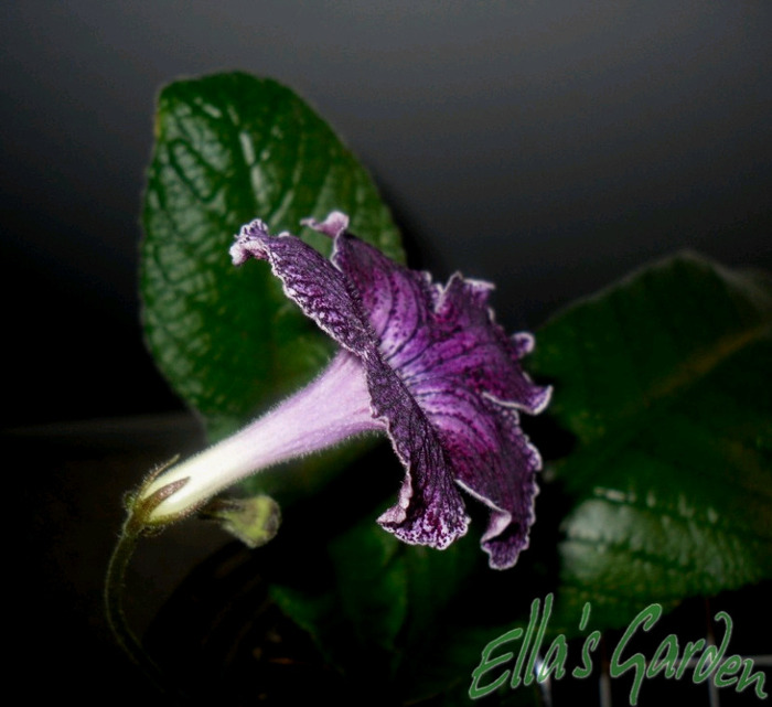 Burgundia - 2011 Streptocarpus