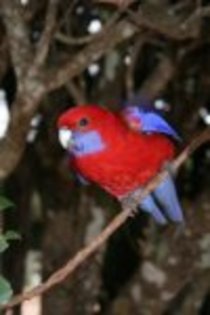 35_260px-crimson_rosella - Papagaly