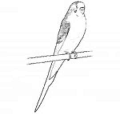 35_parakeet - Papagaly