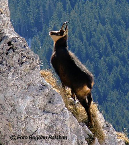 capra-neagra-bucegi