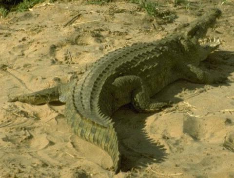 crocodile - Reptile