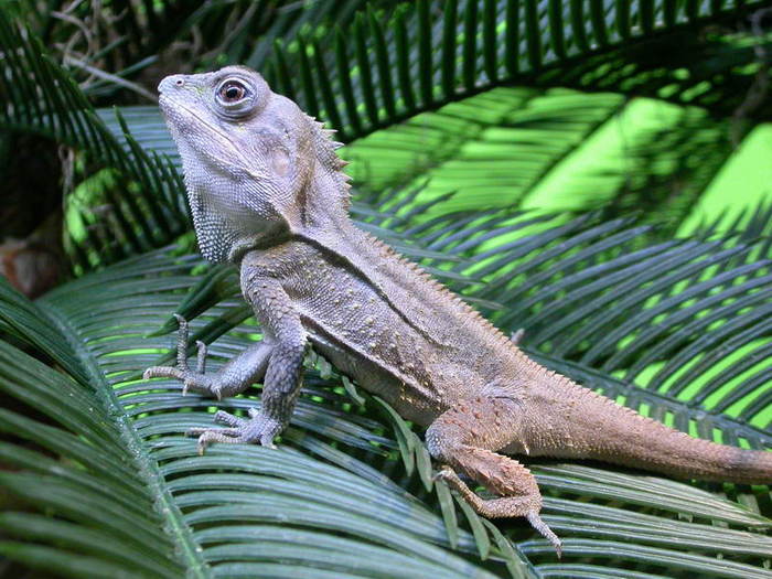faune-australienne-reptile-1 - Reptile