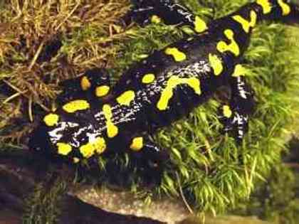 salamandra