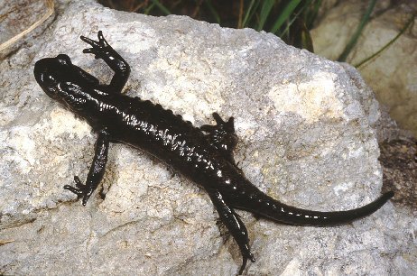 salamandra_atra_herpIt - Reptile