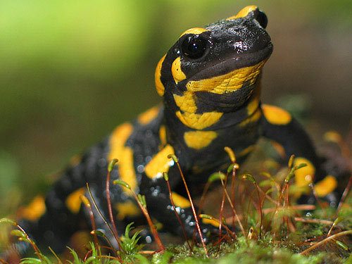 salamandra_salamandra - Reptile
