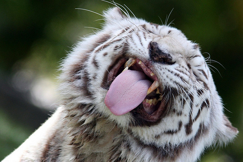 poze-haioase-poze-tigrii-limba-scoasa