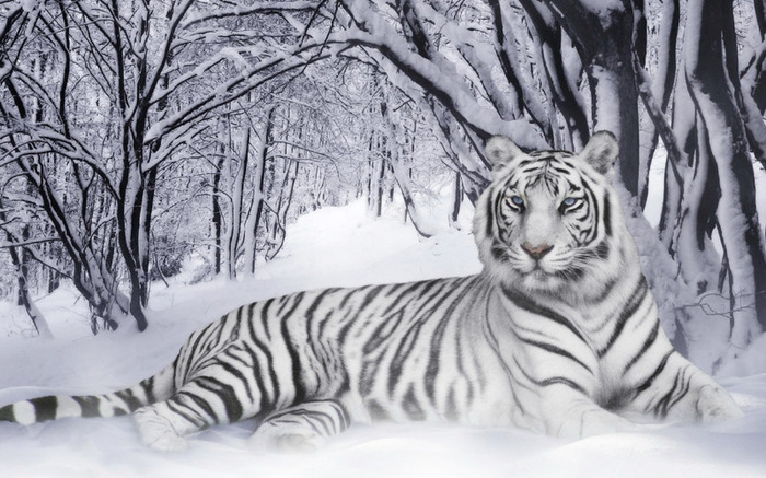 tigri_bengalezi - Tigri