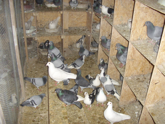 STA41483 - BIRMINGHAM