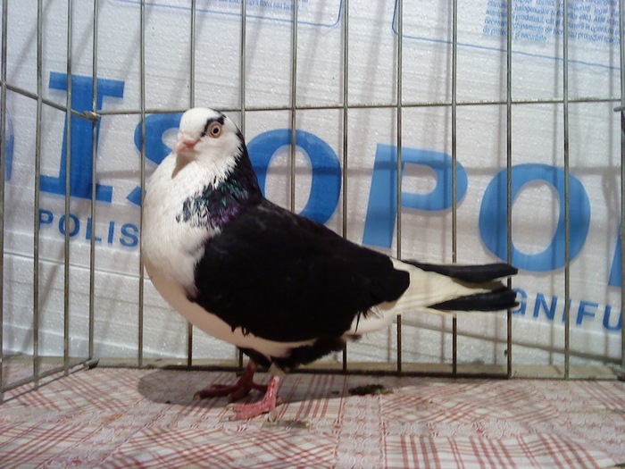 Dat in Bai - D- Porumbei JUCATORI DE GALATI VANDUTI Album 1