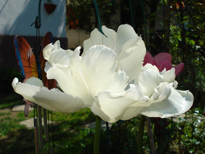 DSC03081