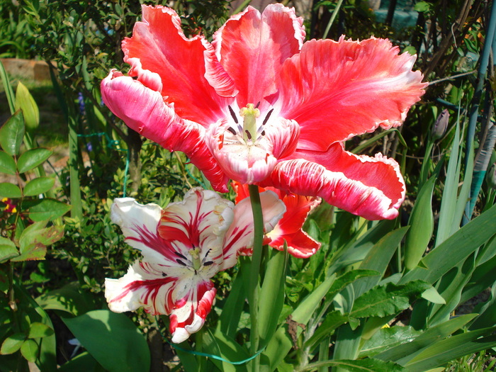 DSC03130
