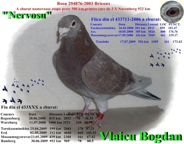 Rosu 2003 Nervosu - 1-Masculi voiajori-male pigeons