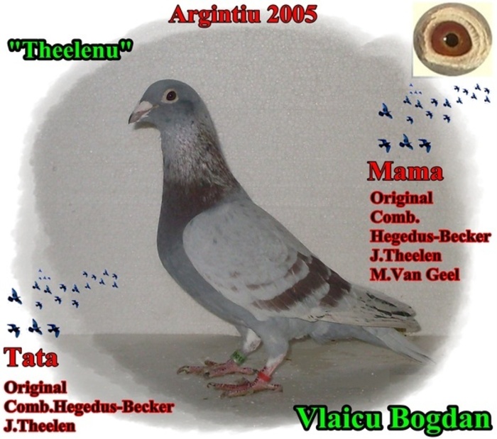 Argintiu 2005 Theelen - 1-Masculi voiajori-male pigeons