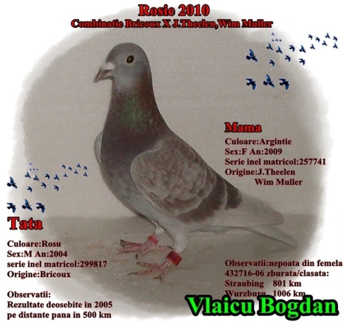 Rosie 2010 - 2-Femele voiajori-female pigeons