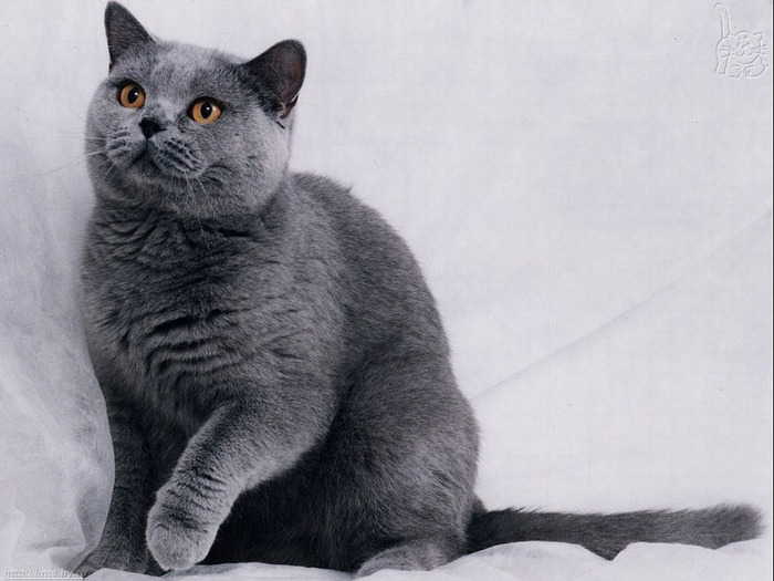 russian_blue_cat_wallpaper-1024x768