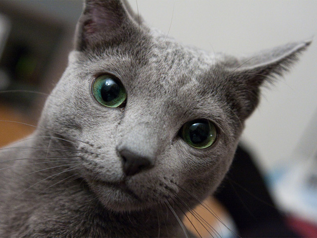 russian-blue-cat-breed-thumb-autox477-10174