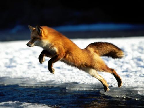 foxy fox