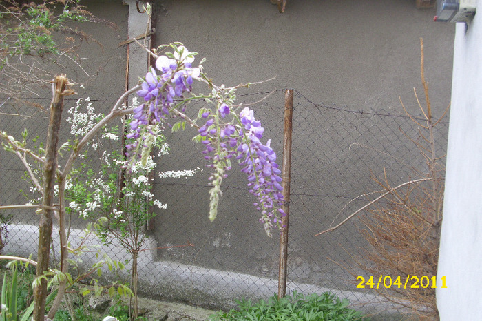 wisteria - glicina - Arbusti diversi din gradina mea