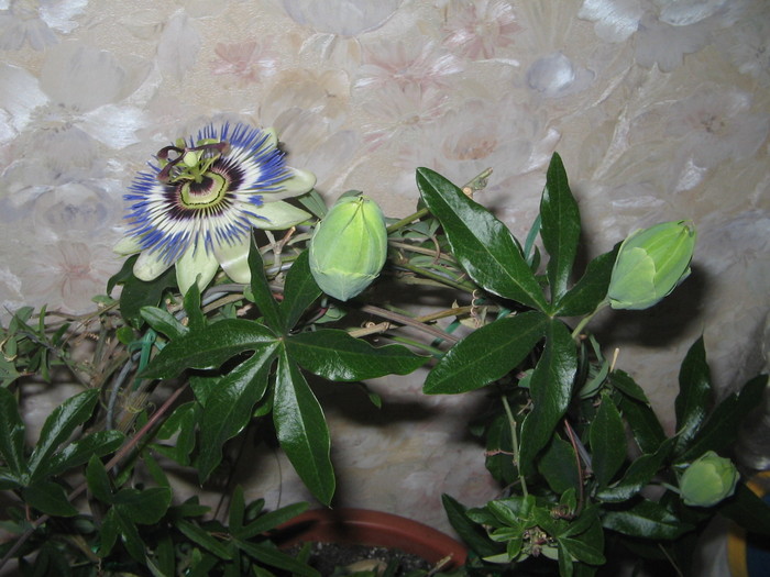 24.04.2011 - Passiflora 2011