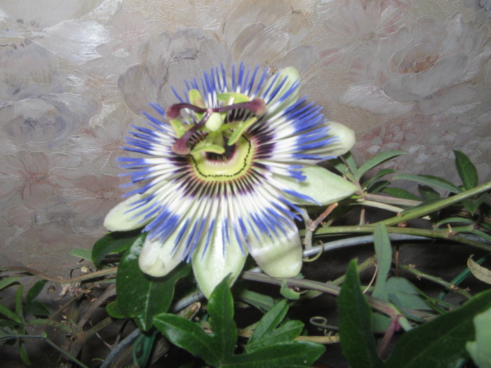 24.04.2011 - Passiflora 2011