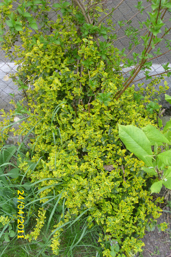 euonymus emerald gold - Arbusti diversi din gradina mea