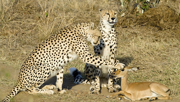 prietenie-intre-dusmani