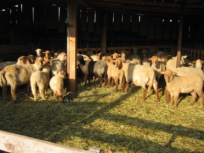 am vandut vreo 40 de miei de pasti