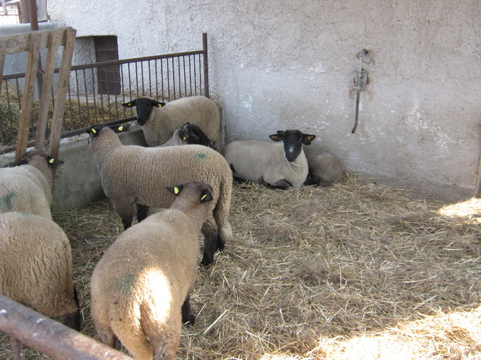 meine suffolk schafe in ro