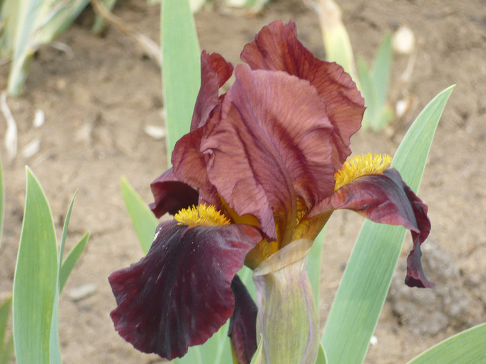 little buccaneer - irisi 2011