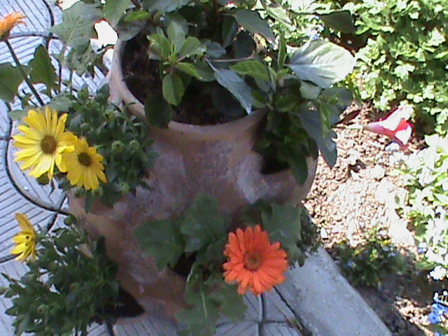 DSC02797 - Flori