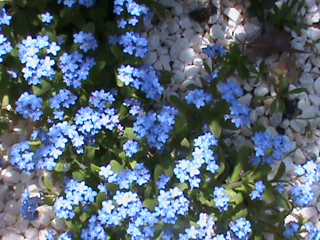 DSC02801 - Flori