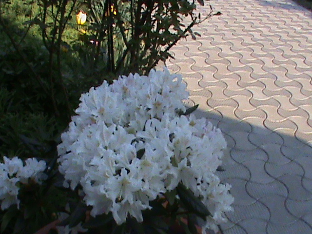 DSC02827; rododendron
