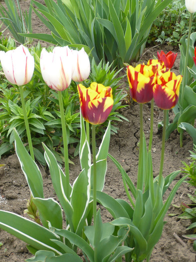 033