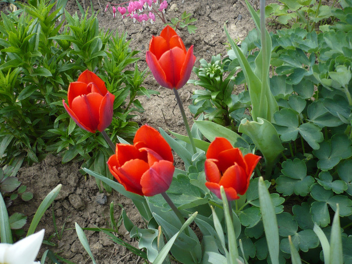 036