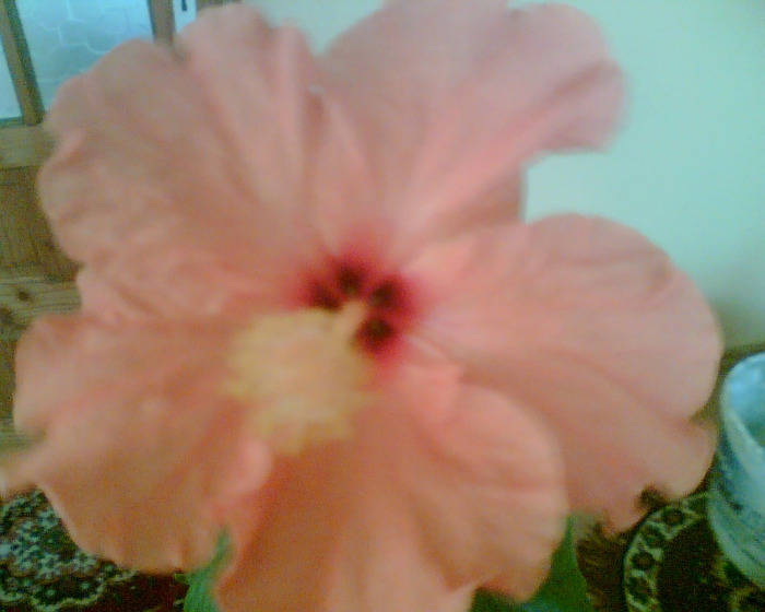 Picture 040 - Flori de la Dianadia