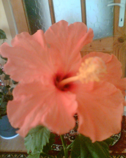 Picture 041 - Flori de la Dianadia