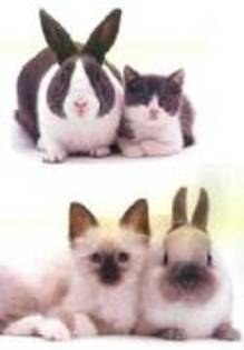 image021 - Animals