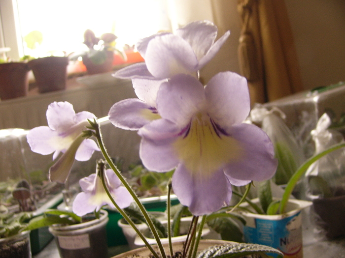 bristols phsihedylic sun - Streptocarpus