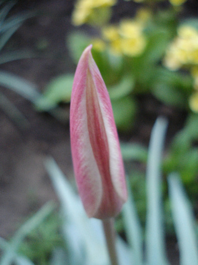 Tulipa Peppermint Stick (2011, April 24)