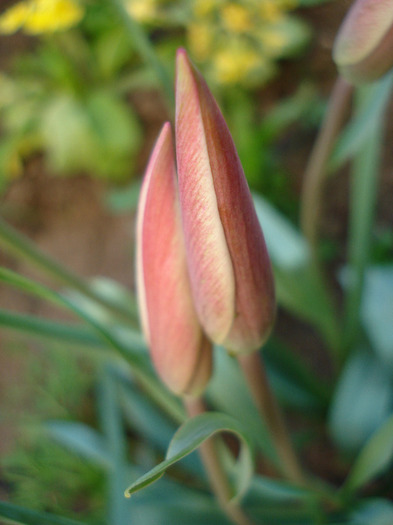 Tulipa Peppermint Stick (2011, April 24)