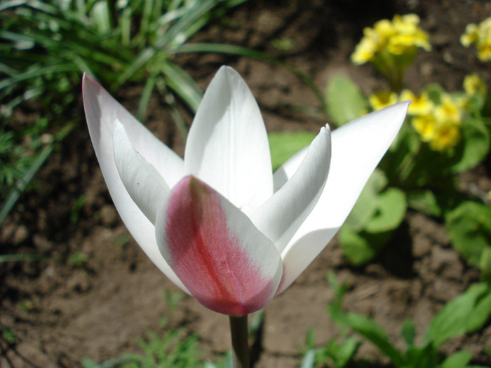 Tulipa Peppermint Stick (2011, April 25)