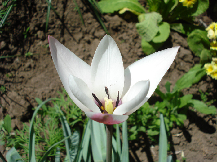 Tulipa Peppermint Stick (2011, April 25) - Tulipa Peppermint Stick