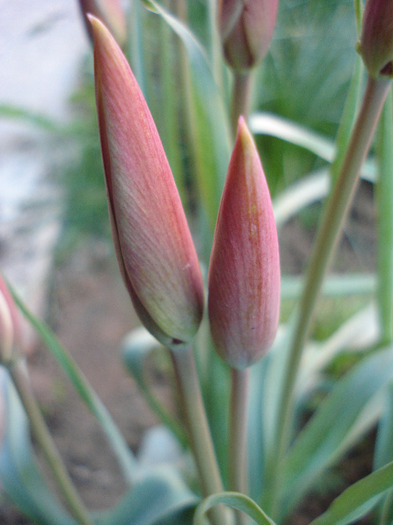 Tulipa Peppermint Stick (2011, April 25) - Tulipa Peppermint Stick