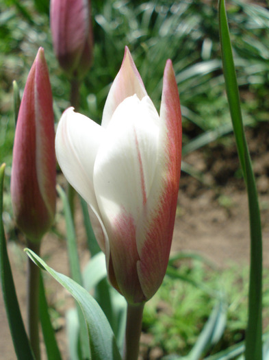 Tulipa Peppermint Stick (2011, April 25) - Tulipa Peppermint Stick