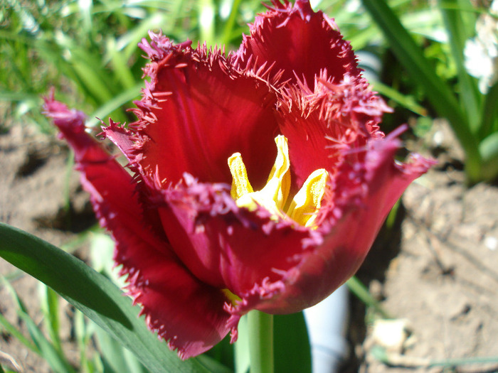 Tulipa Barbados (2011, April 25) - Tulipa Barbados