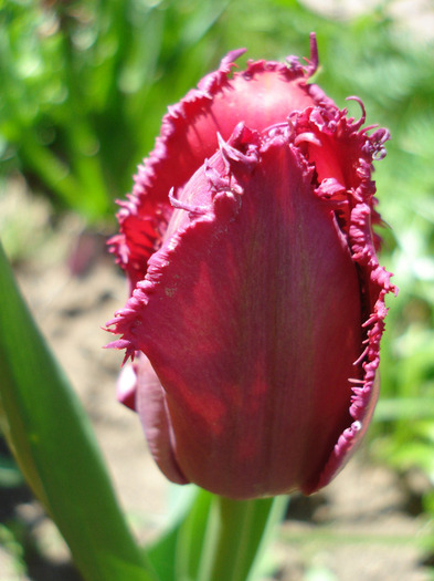 Tulipa Barbados (2011, April 25) - Tulipa Barbados
