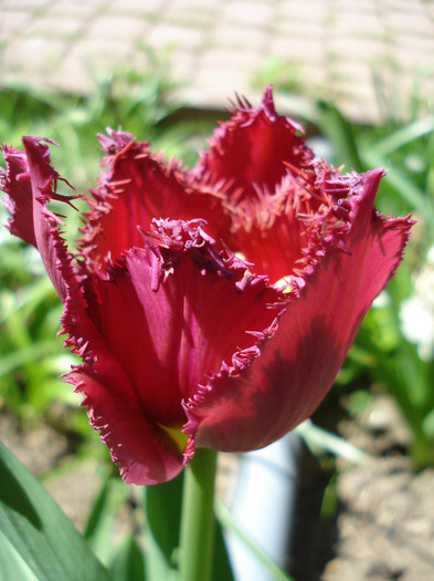 Tulipa Barbados (2011, April 25)