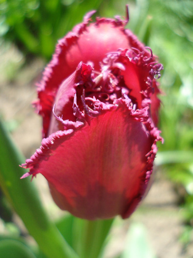 Tulipa Barbados (2011, April 25)