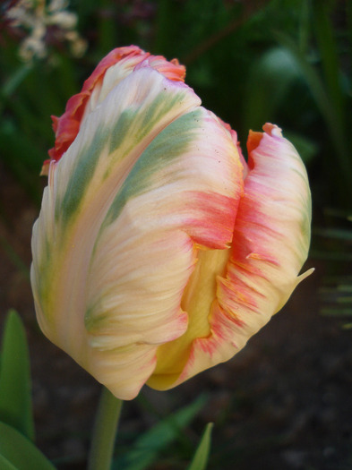 Tulipa Apricot Parrot (2011, April 24) - Tulipa Apricot Parrot